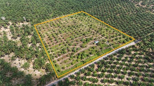 FREEHOLD INT'L Durian Farm Kangkar Bahru, Batu Pahat [7.89ac] 1