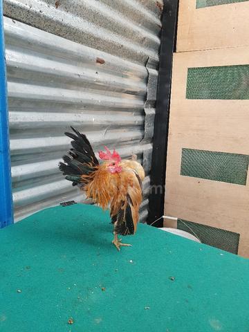 Sepasang serama selam - photo 6 of 6