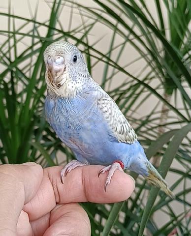Carousel Image Selected