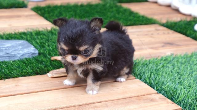 black and white Chihuahua ~8 - photo 3 of 6