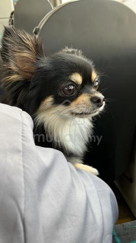 black and white Chihuahua ~1 - photo 6 of 6