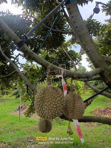 Durian Orchard 1