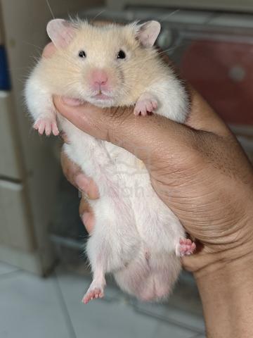 hamsters  - photo 4 of 6
