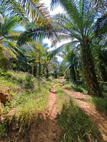 Kuala Mudah Yan Oil Palm Land For Sales durian & matured oil palm tree 2