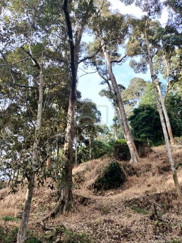 Tanah Kebun Durian, Kampung Jalan Bharu, Balik Pulau 1