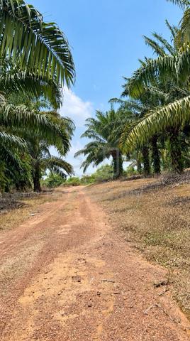 Argriculture land for sale | Sungai Udang 1