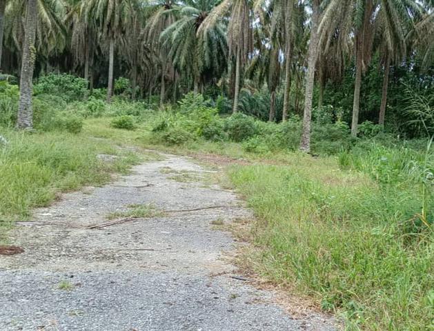 Prime Freehold Land,4ekar Tanah,seberang Perai Pulau Pinang,easy Akses 1