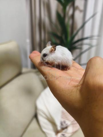 Winter White Hamster - photo 2 of 6