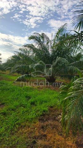 Tanah dengan tanaman sawit untuk dijual 1