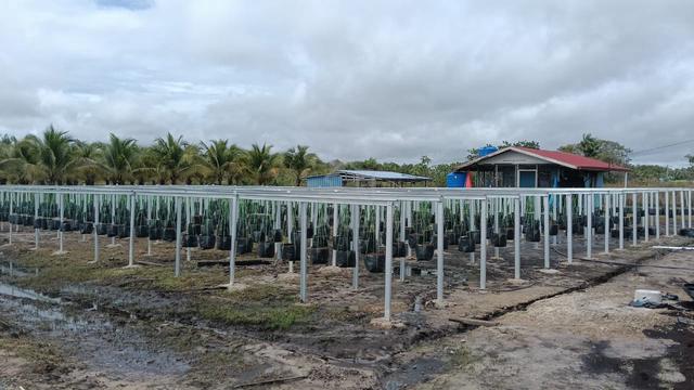 Kuala Penyu Beachfront Agriculture Land Cl Title for rent 1