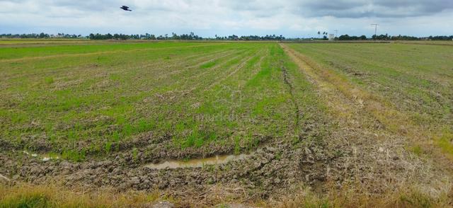 Tanah Sawah Padi Parit 7 Timur 1