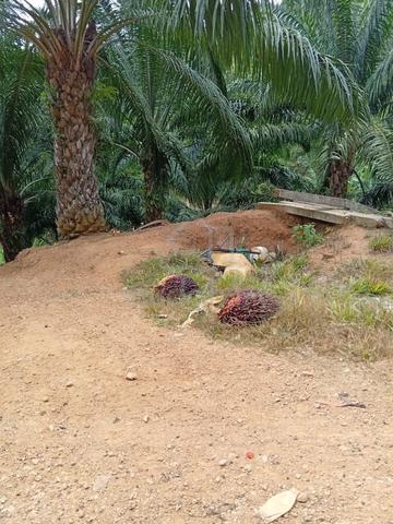 tanah sawet cantek 1