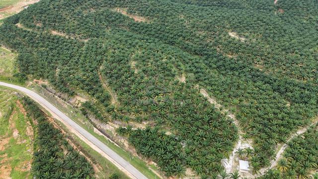 Tanah Pokok Sawit Baling Tawar Freehold Untuk Jual, Per month 60MT 1