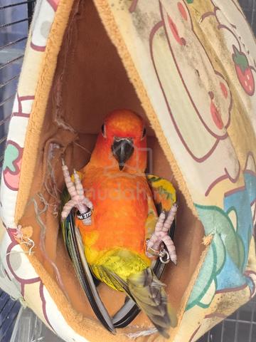 Carousel Image