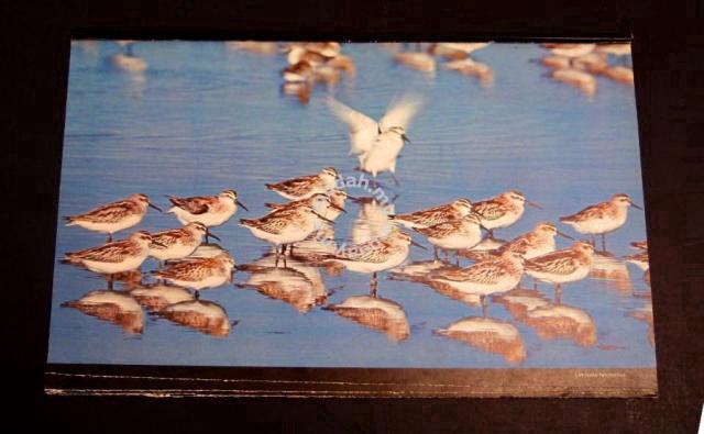 Carousel Image