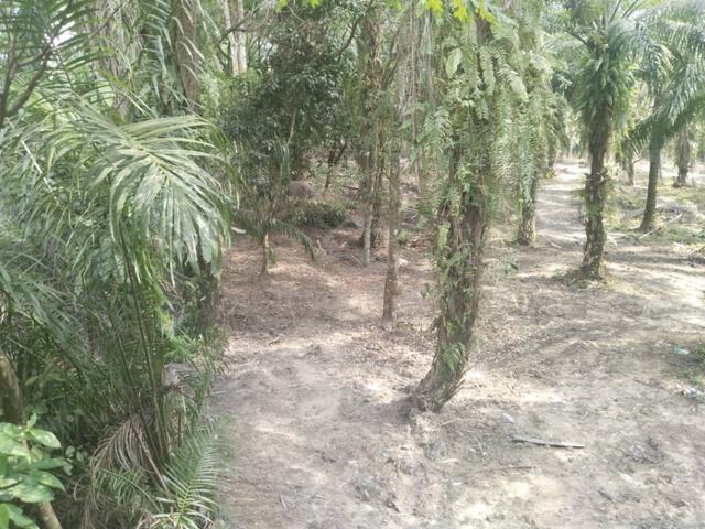 7.27 acres First Lot Palm oil Land at Lawan Kuda ,Gopeng Perak 1