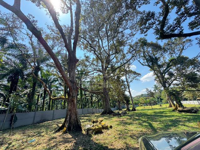 Skudai Kangkar Pulai Durian Farm For Sale Near Bandar 1