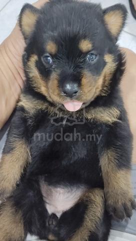 Pure Rottweiler Puppies  - photo 3 of 4
