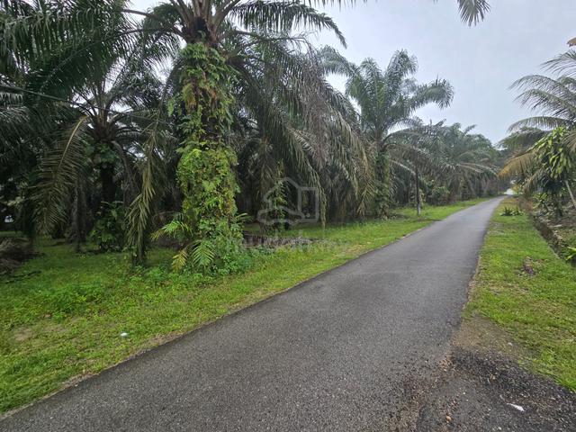 Kota Tinggi Agricultural Land For Sale 1