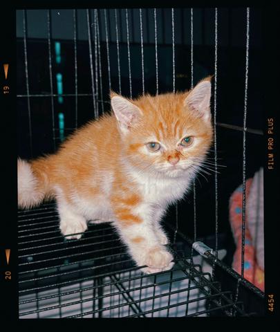 DLH mix BSH - photo 2 of 2
