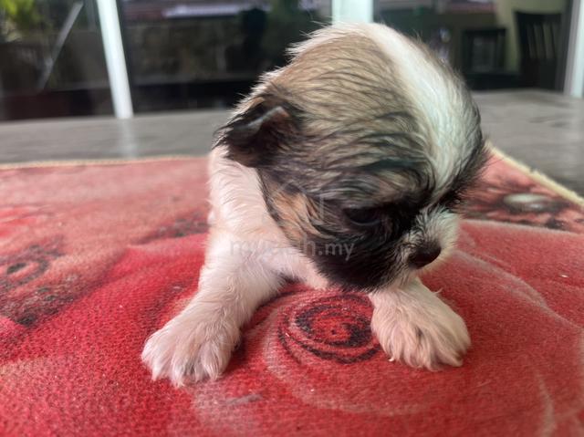 Shih Tzu puppy - photo 2 of 5