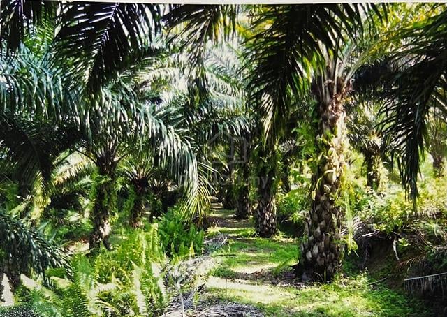 200 Acres Oil Palm Plantation for Sale 2