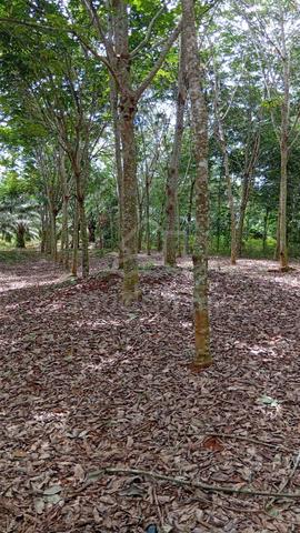 4 Ekar Tanah Getah Kg Selumpur Segamat Johor 1