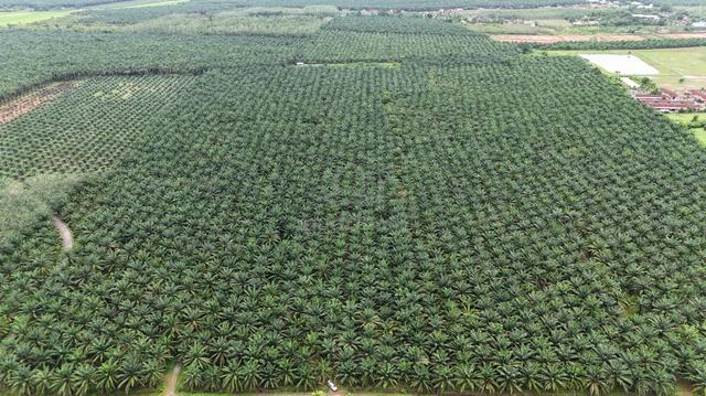 Sebelah Sains Mara Pendang , Tanah Pokok Sawit Free Hold,Untuk Di Jual 2