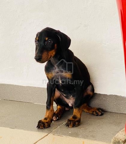 Doberman puppy - photo 2 of 4