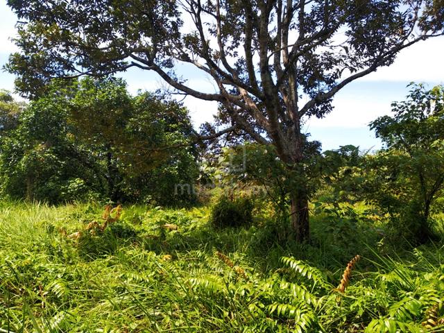 1.32 acres Agriculture Land Nusa Dusun at Kuala Linggi 3