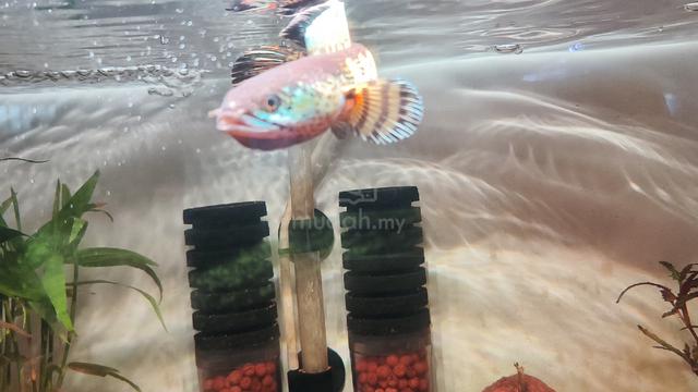 auranti 5 inch high fin - photo 3 of 3