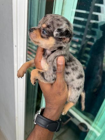 Chihuahua now available -9 - photo 2 of 3