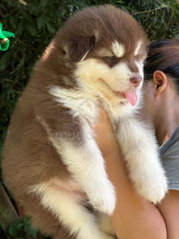 Carousel Image Selected