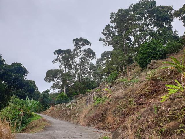 Balik Pulau Land-Tun Sandon with Durians 4