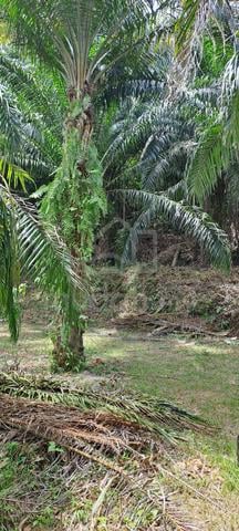Jualan Tanah Lot Kelapa Sawit Bumi Lot🌴 1