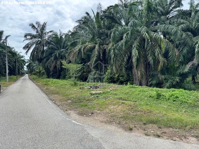 Kebun Sawit Kampung Asahan Kuala Selangor 1