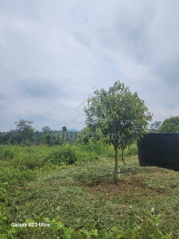 Sewa Tanah  di Jerantut 1