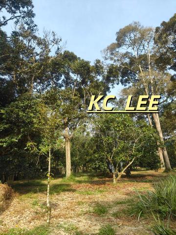1.48 Acrea Durian & Cempedak Garden Flat Land For Sale @Karangan,Kedah 1