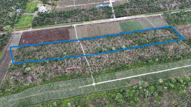 FREEHOLD INTERNATIONAL OIL PALM 5.16 acre at Sungai Karang, Pontian 1