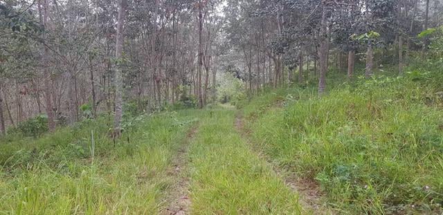 Tanah Getah untuk diJual 1
