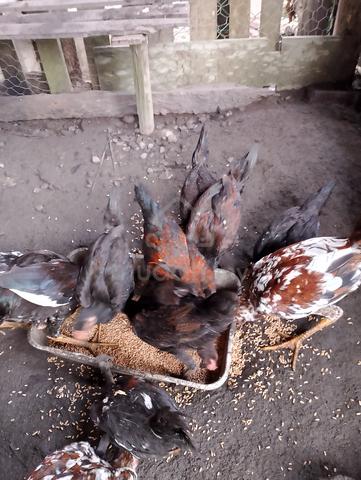 ayam kampung - photo 2 of 5