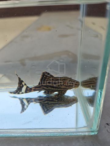 Pleco L190 - photo 6 of 6
