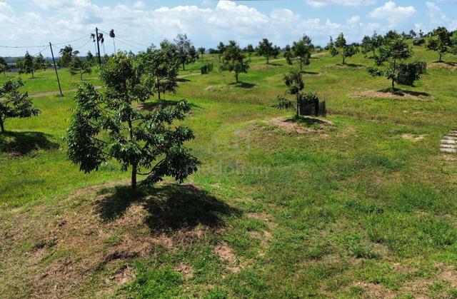 Sungai Tiram Ban Foo 9 acres durian farm 1