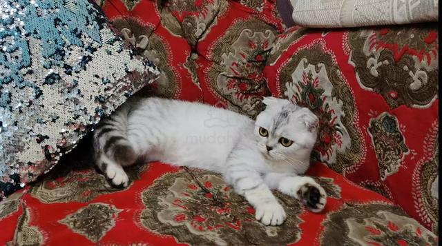 Scottish Fold - photo 3 of 3