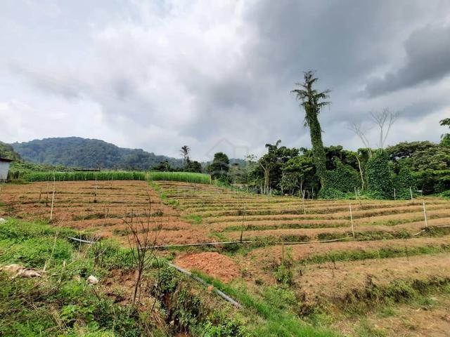 Ringlet 2 Cameron Highlands 40 acres ,Last Piece of Land 1