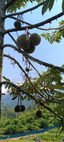 Musang King Durian Orchard, Sungai Ruan, Raub  1