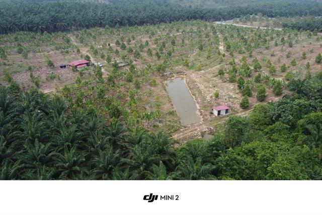 Durian Farm For Sale 1