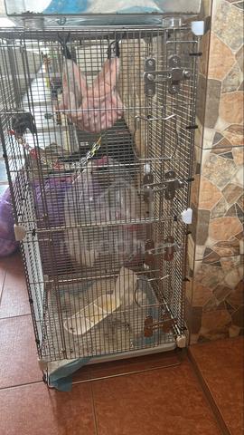 barang sugar glider - photo 3 of 3