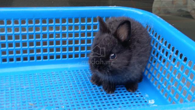 Carousel Image