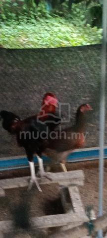 Carousel Image